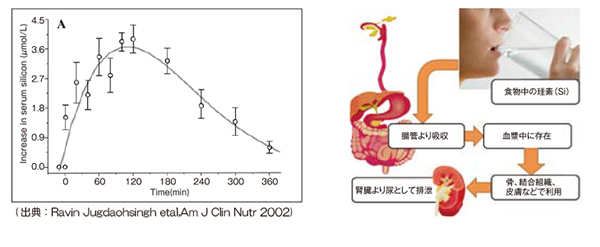 ２時間とどまった後、体内に蓄積されることなく排出される